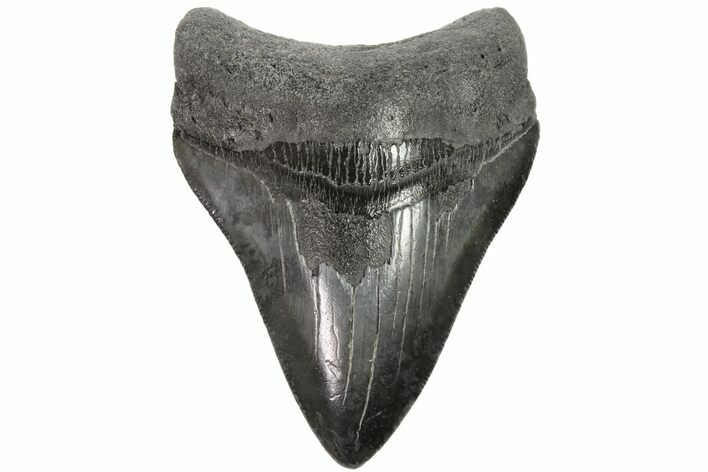 Fossil Megalodon Tooth - Georgia #151514